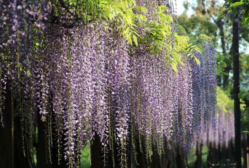 大三島藤公園の藤棚