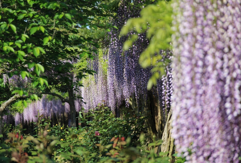 大三島藤公園の藤棚