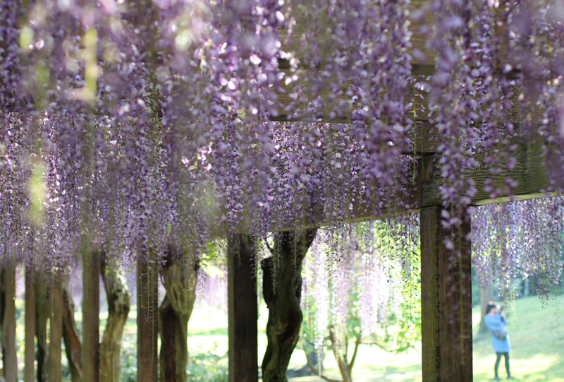 大三島藤公園の藤棚