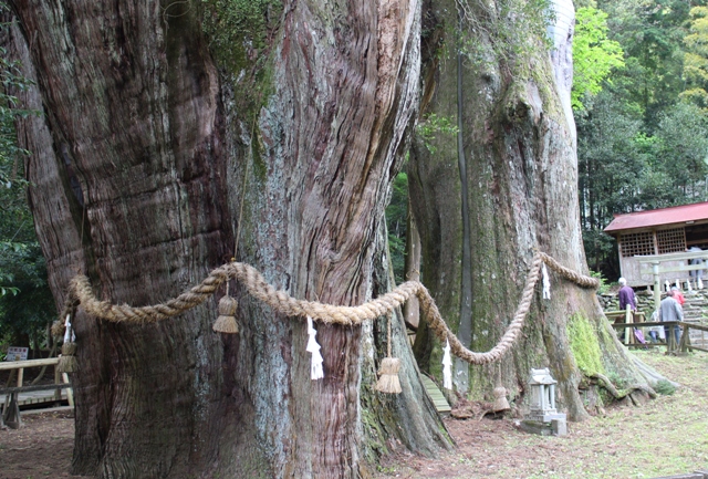 樹齢3000年 日本一の 杉の大杉 は驚愕の大きさ 高知県大豊町 あんきにしとるかの