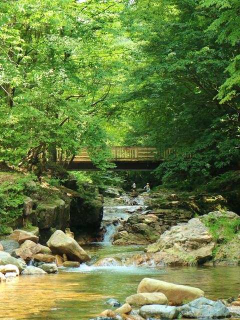魅惑の里