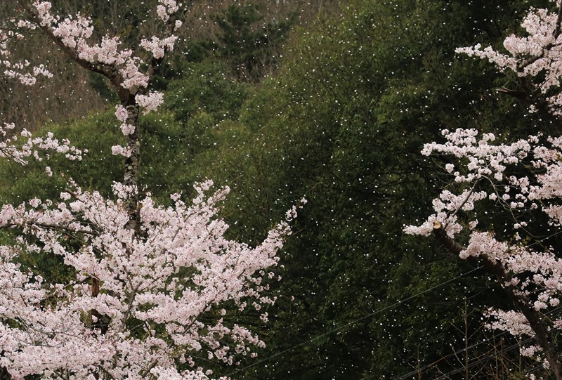 土師ダムの桜吹雪