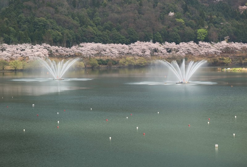 土師ダムの桜と八千代湖