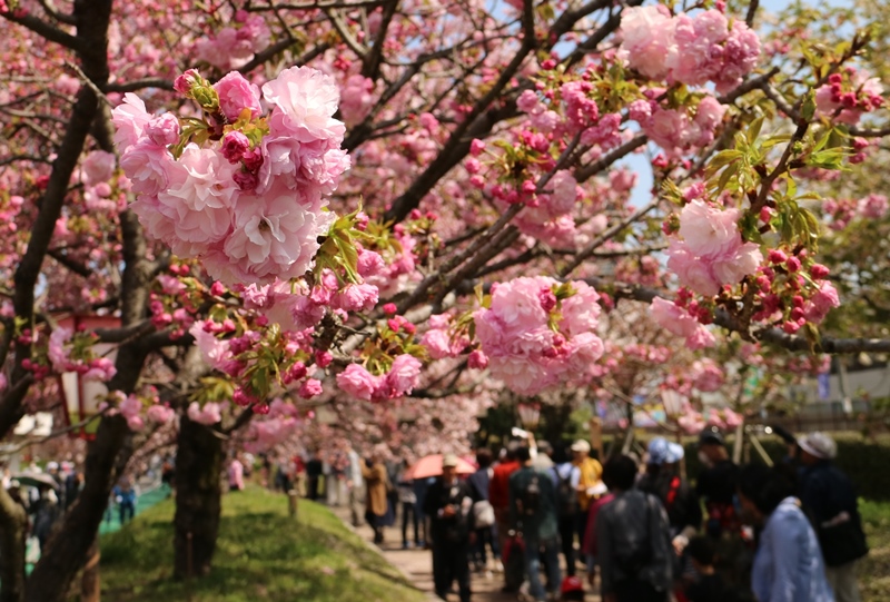 広島造幣局「花のまわりみち」八重桜