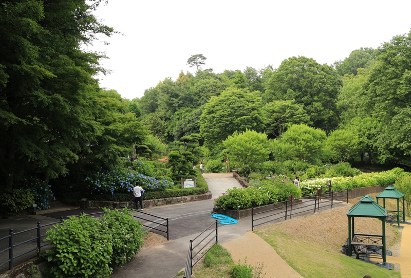 広島市植物公園、ハナショウブやアジサイの植えられた茶室付近