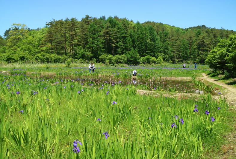 尾崎谷湿原（岩田農園）のカキツバタ