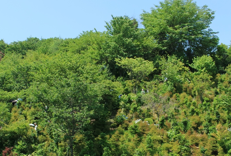 観音寺の隣の丘にもアジサイが植えられている