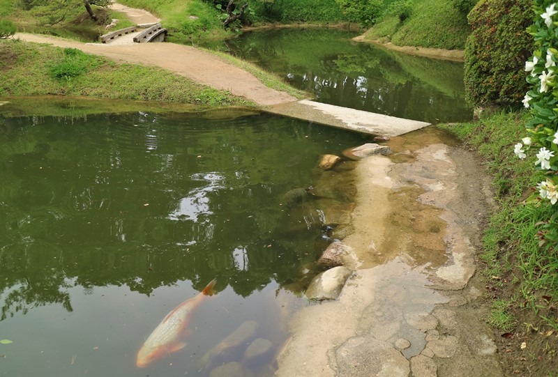 増水した濯纓池と鯉