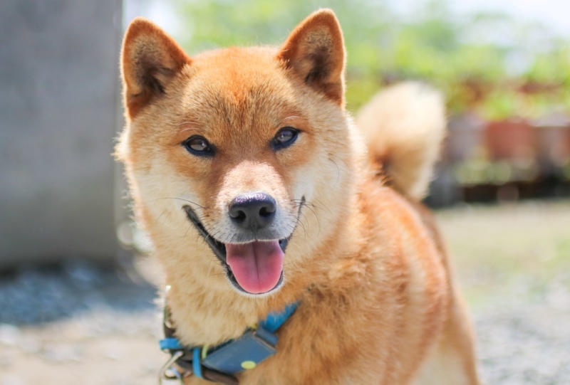観音寺の看板犬