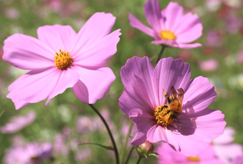 コスモスの蜜を食べる虫達