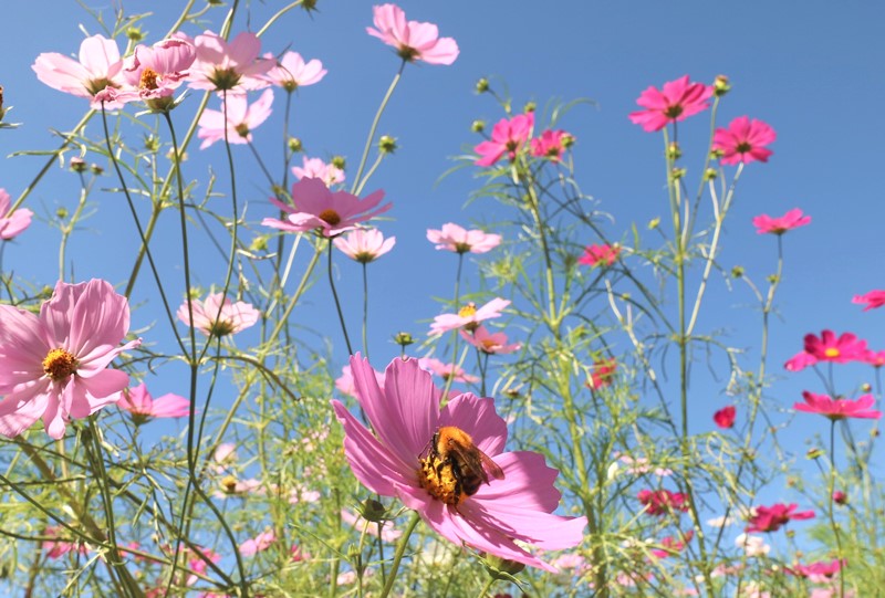 コスモスの蜜を食べる虫達