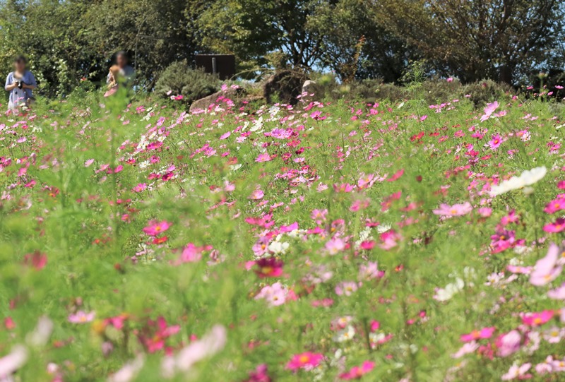 「香山ラベンダーの丘」コスモス畑