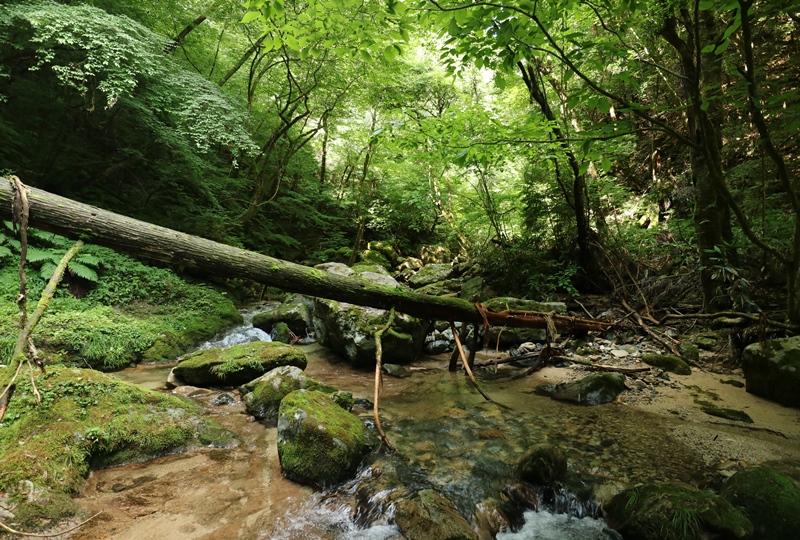 岩井谷の大龍頭へ岩井谷川を遡行