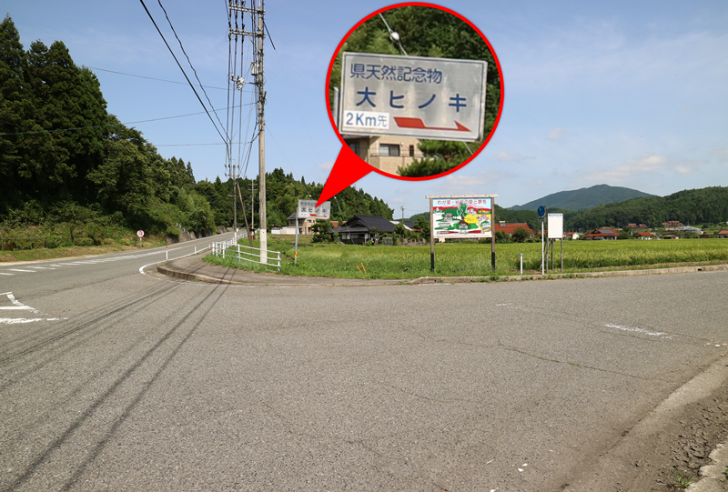 八坂神社の大ヒノキへの道のり