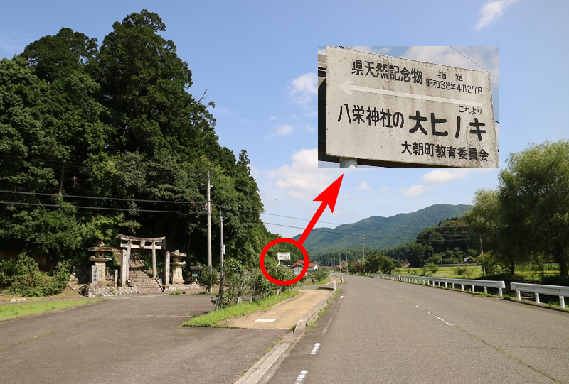 八坂神社の大ヒノキに到着