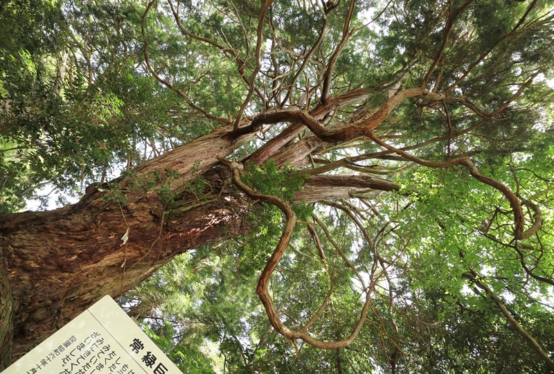 八坂神社の大ヒノキ、雄ヒノキ