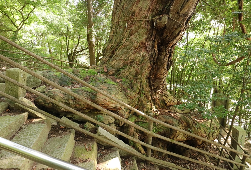 八坂神社の大ヒノキ、雄ヒノキ