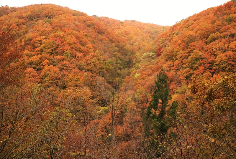 水梨口駐車場へと続く林道からの紅葉した山々