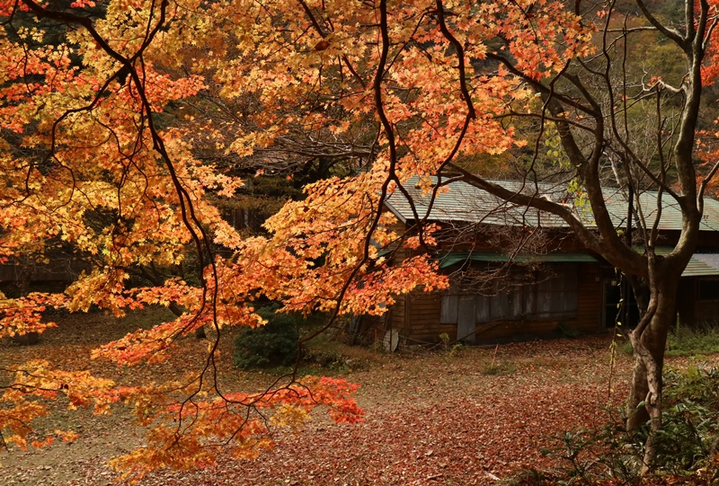 三段峡、葭ヶ原（よしがはら）付近の紅葉
