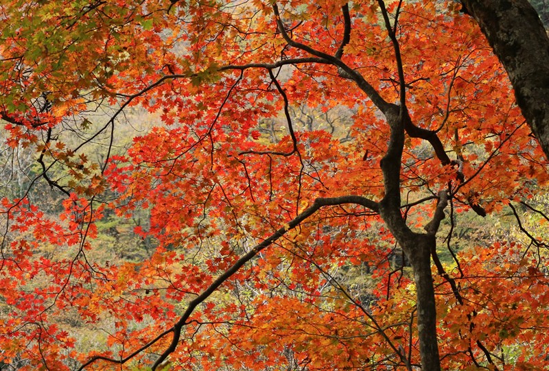 三段峡、三段滝へと向かう遊歩道の紅葉