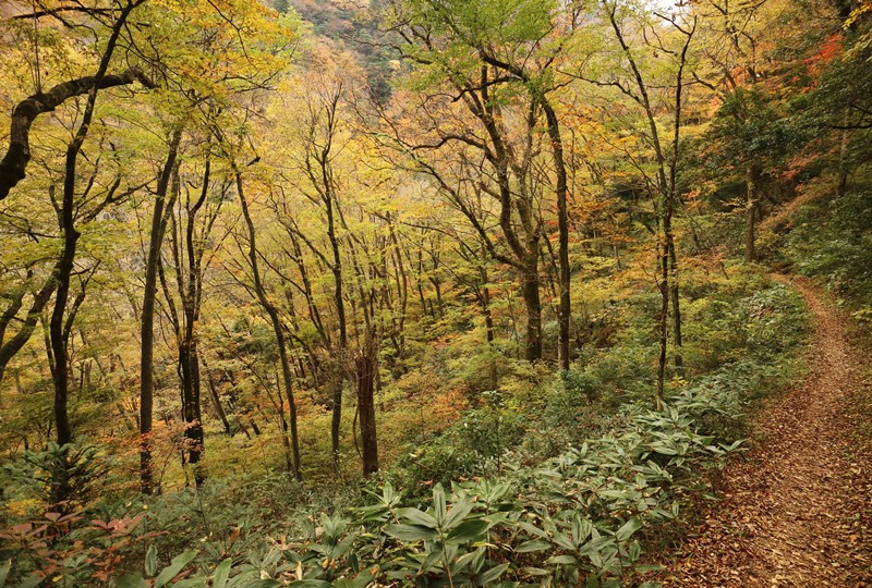 三段峡、三段滝へと向かう遊歩道