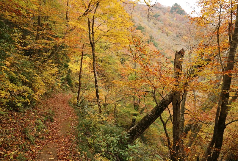 三段峡、三段滝へと向かう遊歩道の紅葉