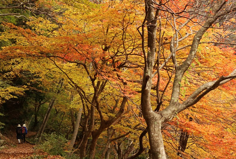 三段峡、葭ヶ原（よしがはら）付近の紅葉
