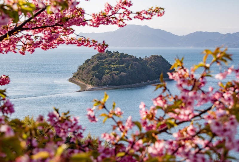 大芝島の河津桜と小芝島（ハート島）