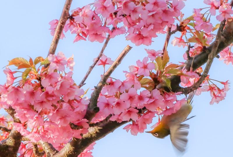 大芝島の河津桜とメジロ