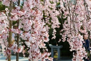 観音神社のしだれ桜