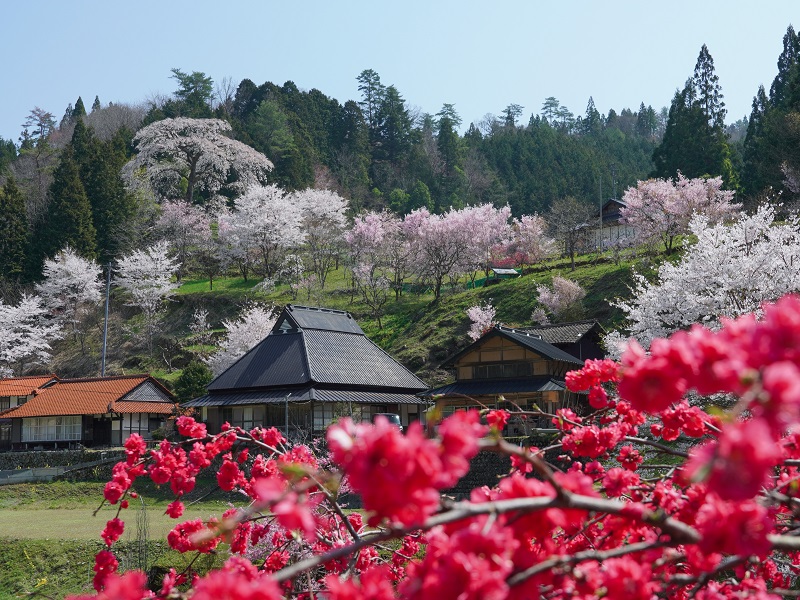与一野のしだれ桜（広島県山県郡安芸太田町）