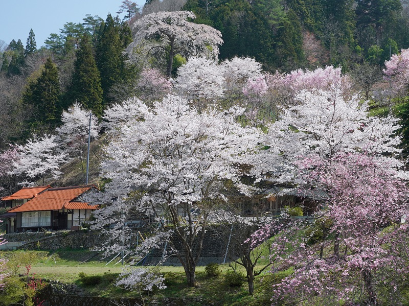 与一野のしだれ桜（広島県山県郡安芸太田町）
