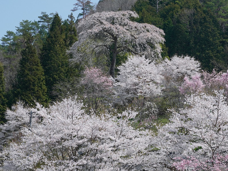 与一野のしだれ桜（広島県山県郡安芸太田町）