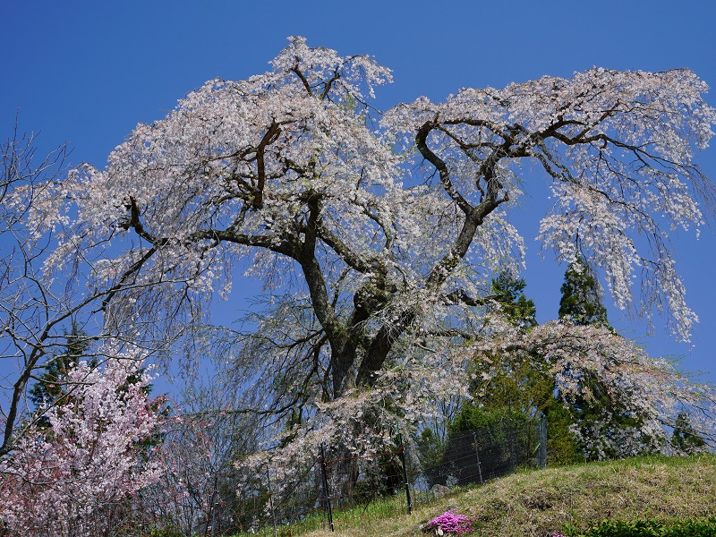 与一野のしだれ桜（広島県山県郡安芸太田町）