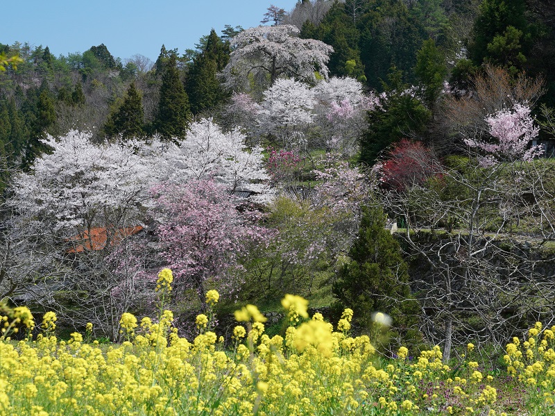 与一野のしだれ桜（広島県山県郡安芸太田町）