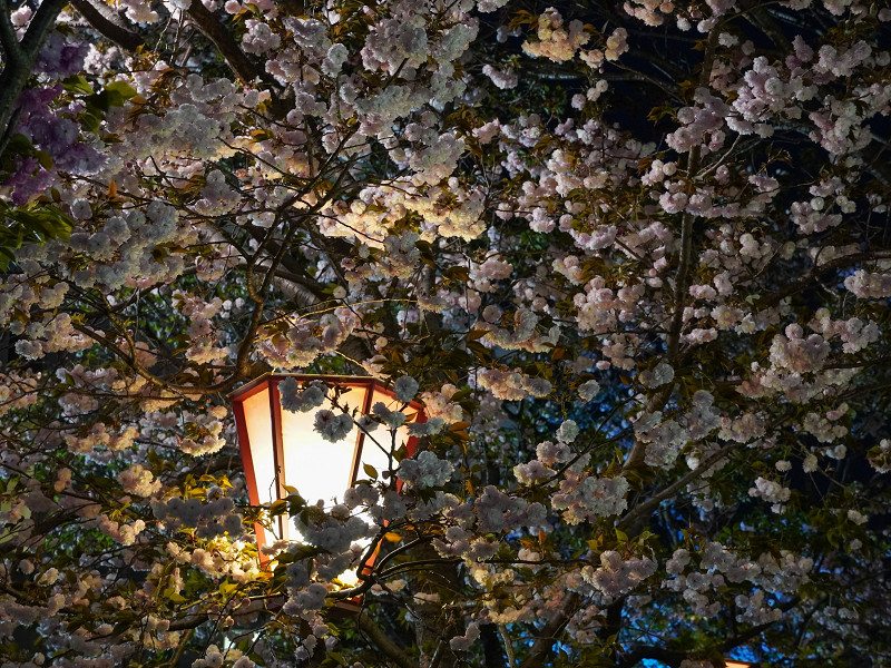 造幣局広島支局「花のまわりみち」ライトアップされた八重桜