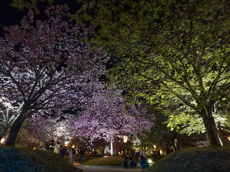 造幣局広島支局「花のまわりみち」ライトアップされた八重桜