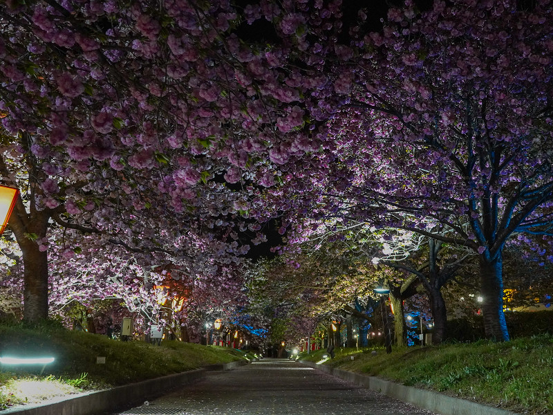 造幣局広島支局「花のまわりみち」ライトアップされた八重桜