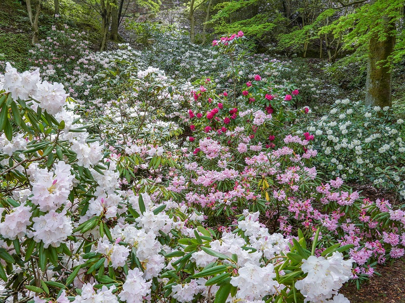 花みどり公園（広島市安佐北区）のシャクナゲ