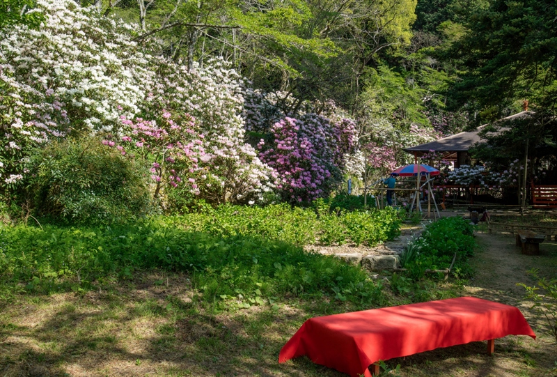右平『花園の里』、山小屋付近のシャクナゲ