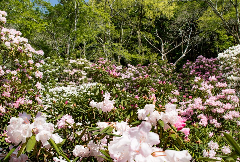 右平『花園の里』、山小屋付近のシャクナゲ