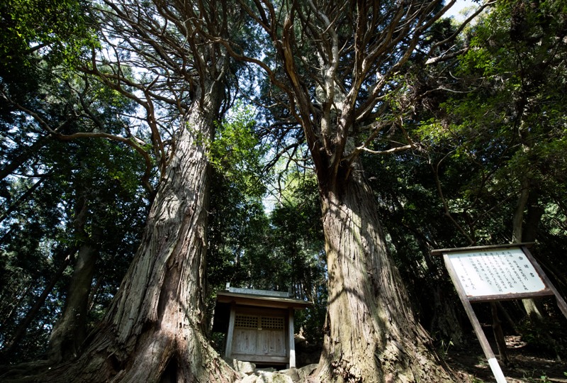 右平『花園の里』、樹齢700年の夫婦杉