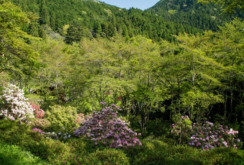 右平『花園の里』桜の木