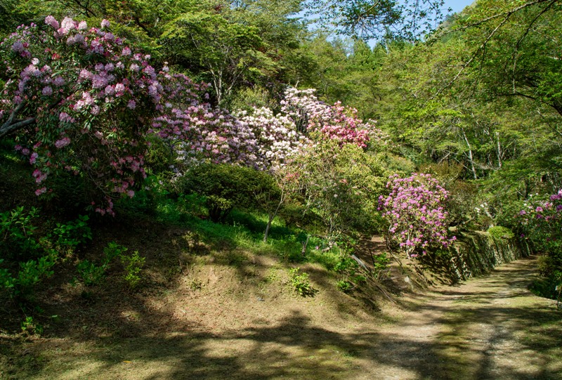 右平『花園の里』、シャクナゲ