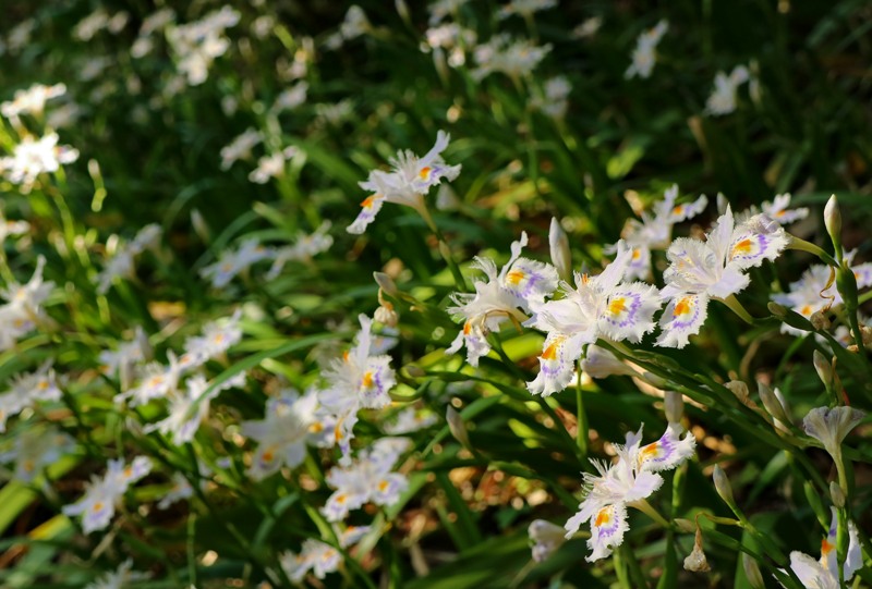 花みどり公園、シャガ