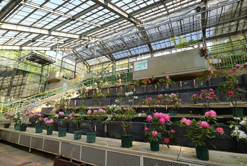 花みどり公園、大展示室のシャクナゲ