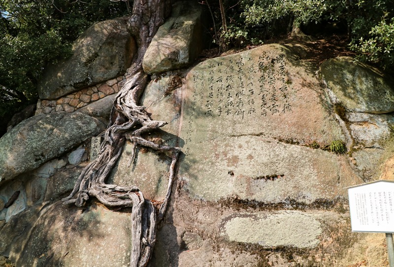 千光寺公園、岩割りの松