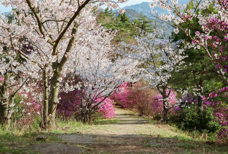 しまなみ海道、伯方島の開山公園の桜