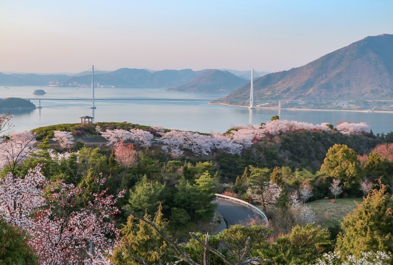 しまなみ海道、伯方島の開山公園の桜