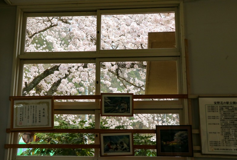 安野花の駅公園、旧安野駅駅舎内から桜を望む